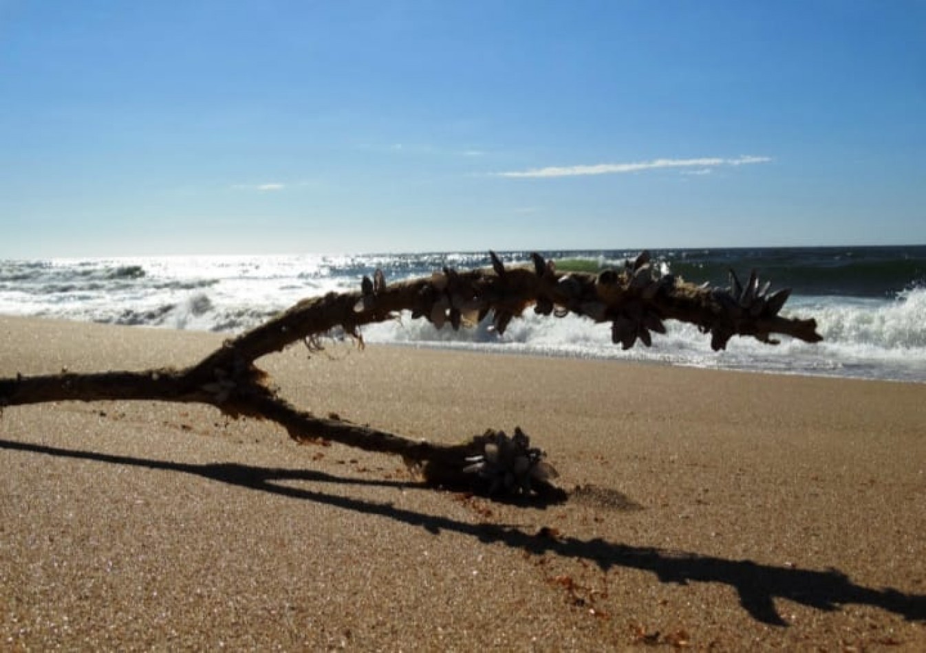 Terrain de 55 hectares a San Antonio, Rocha, a quelques metres de la mer