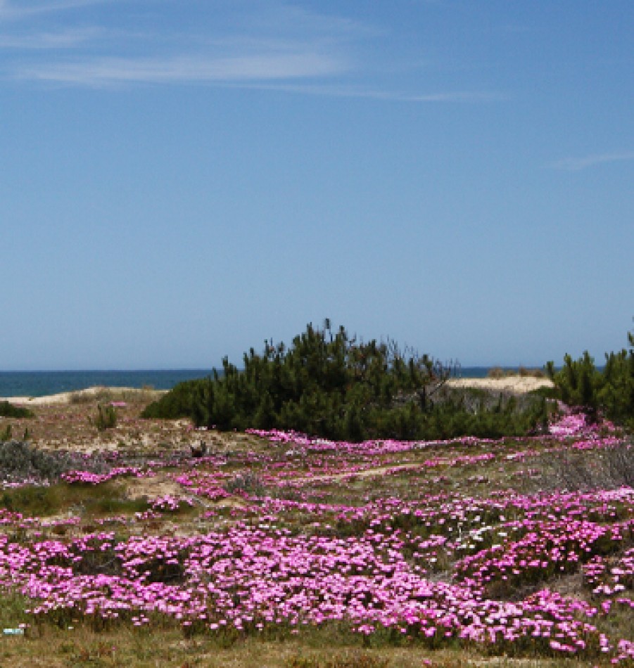 Terrain dans le quartier prive Dunas Jose Ignacio