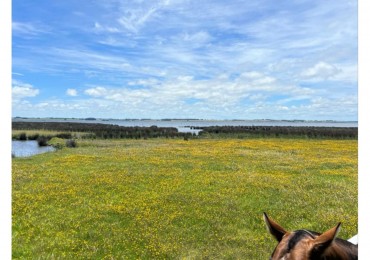 Terrain de 5 hectares situe sur la lagune Jose Ignacio, adjacent au terrain de polo 