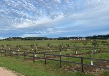 Plantacion Narbona. Ferme de 1 hectare a Manantiales